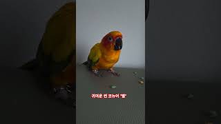 썬 코뉴어" 별"  간식타임 #birds #parrot #귀여운 #cute #썬코뉴어 #앵무새 #썬코 #간식먹는 앵무새 #  코뉴어