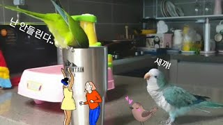 퀘이커앵무새 순도리♡부츄 (심장폭행 순도리와 똥꼬발랄 …