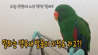 말하는 앵무새 발음이 이정도라고?! ㅎㄷㄷ 진짜 눈감고…