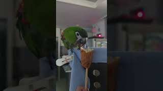 @앵무새. 한스마카우. 13세. 남자. 오뎅 단백질 간식. 이름: 지루비