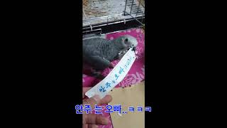 구구(회색앵무) 안주는오빠랑 놀기