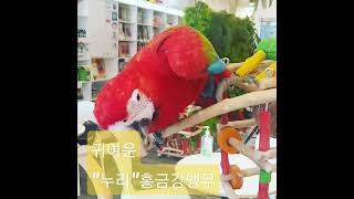 에덴파크  귀여운 홍금강앵무         &quot;…