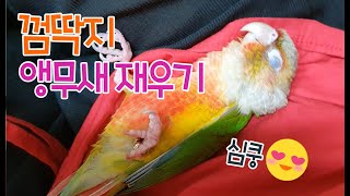 껌딱지앵무새 재우기- 앵무새 껌딱지된 사연 parrot