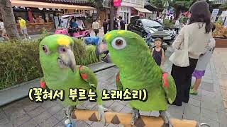 딱! 노래 한곡만~ 부르면안돼? | 노래하는 앵무새의 노래실력은? "singing parrot"