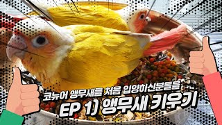 애교넘치는 국민앵무새  코뉴어(conure)를 처음 키우시는분들에게 필요한 영상입니다.