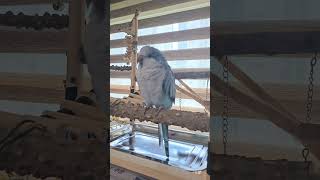 [퀘이커 앵무] 매일 티격태격 하면서 | 오빠 찾는 까꿍's #parrot #quakerparrot #cute #오빠 #앵무새 #까꿍이