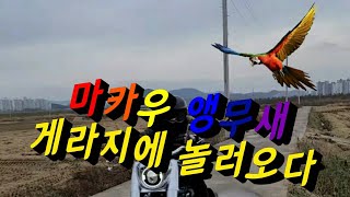 마카우앵무새vs까치