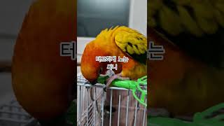 파워풀 하게 노는 써니~ #썬코뉴어 #parrot #앵무새 #파워풀 #powerful #터프하게 #toughly #노는 #play #써니