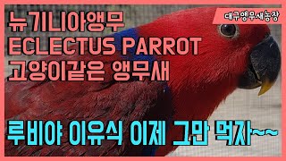 [대구앵무새농장] 뉴기니아앵무 루비가 계속 이유식달라고 합니다!!! 이제 고마무라 ~~마이무따 아이가!