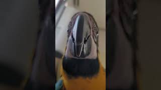 카메라 보고 다가오는 루카 #macaw #청금강앵무새 …