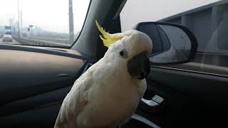 외출에 신난 다롱이 괴성지르다 배고픈지 맘마타령