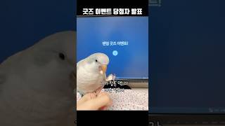 이벤트 당첨자 랜덤 추첨 #퀘이커앵무송꾸꾸