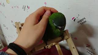 아가한스 쓰담쓰담