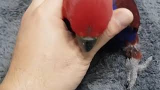 [대구앵무새농장] 뉴기니아앵무 루비의 성장일기