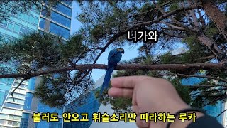 집사 약올리는 루카