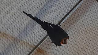 청금강앵무새 구름이가 노는법