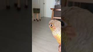 휴일은 소망이랑 같이 놀기 (코뉴어)