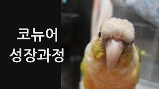 코뉴어 앵무새 성장과정 : 이유조 부터