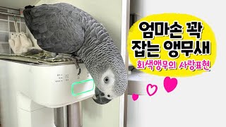 엄마 손을 꼭 잡는 앵무새  사랑이 가득한 회색앵무 잠…