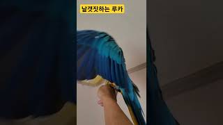 날갯짓 하는 루카 #macaw #청금강 #청금강앵무새 #앵무새 #parrot