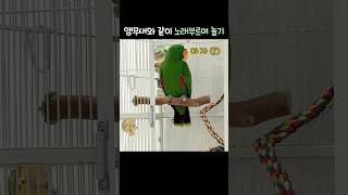 앵무새와 같이 노래 부르며 놀기             …