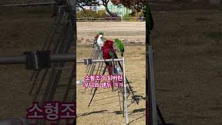 #자유비행 #앵무새 #앵무새훈련 #shortsvideo #shortvideo #shorts #short
