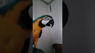 쉬이익 쉬이이익 #청금강 #shorts