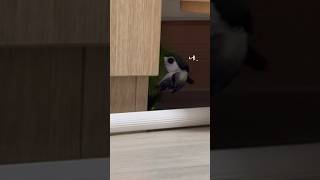 귀찮지만 대답은 또 잘해요 #한스마카우