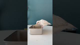 오늘의 앵무새 먹방