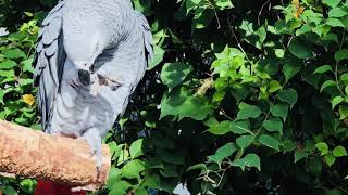 카톡 말하는 회색앵무(대전오월드 버드랜드 회색앵무, g…