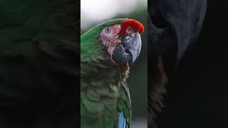 Beautiful Green Macaw