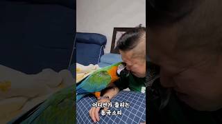 [마르코] 남편에게 앵무새를 맡기면 안되는이유 #shorts #마카우 #사람인줄