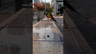 잣 먹으러 다가오는 루카 #청금강 #shorts