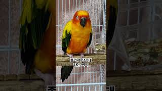 써니야 졸리면 그냥 자거라!  #썬코뉴어 #parrot…