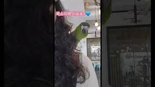 [한스마카우]목소리 예쁜 앵무새 #치명적 #목소리 #한스마카우 #말하는앵무새 #parrot #귀요미  #호텔링