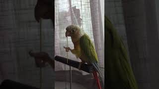 국수 먹는 소망이(코뉴어)