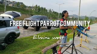 Harlequin, Blue And Gold, Hybr…