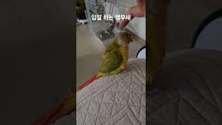 입질 하는 앵무새 ㅜㅜ #parrot #birds #반…