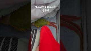 앵무새 인형이 무서운 앵무새 #birds #parrot…