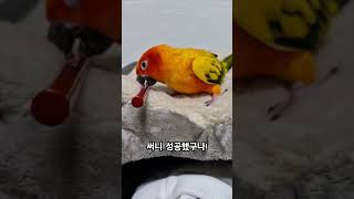 써니가 뚜껑을 열었어요!  #썬코뉴어 #parrot #…