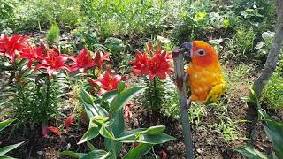 백합 ㆍ썬코뉴어