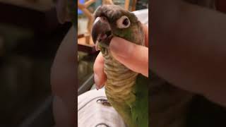 코뉴어 긁긁 진동