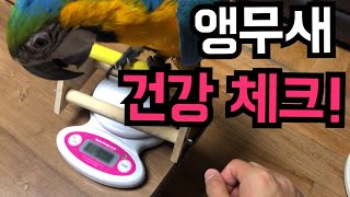 앵무새 건강 체크! 몸무게 재기!