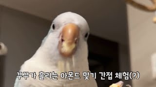 벌새처럼 날아서 먹는 간식 꿀맛