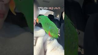 앵무새와 애교나누기                    …