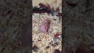 뉴기니아 와 마카우 뉴기니아 새끼 7일차 2019050…