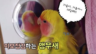 미모점검하는 앵무새♥ - 동물들은 거울 속 자신의 모습을 알아 볼 수 있을까요?!