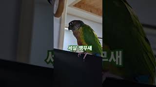 코뉴어앵무새#하랑이#하봉이#parrot#cute#전국노래자랑#송진화