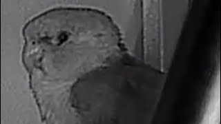 앵무새 코뉴어 푸딩이 훈련 교육 모음영상 기록