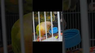 쪽쪽소리 따라하는 똑똑한 앵무새 smart birds sound #birds #parrot #코뉴어 #cute #앵무새 #성대모사 #play #conure
